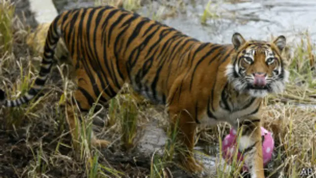 A fêmea de tigre Melati no novo recinto para tigres do zoo de Londres, em março
