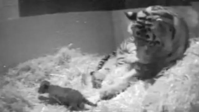 Nascimento do filhote havia sido captado em vídeo por câmeras instaladas no cercado dos tigres
