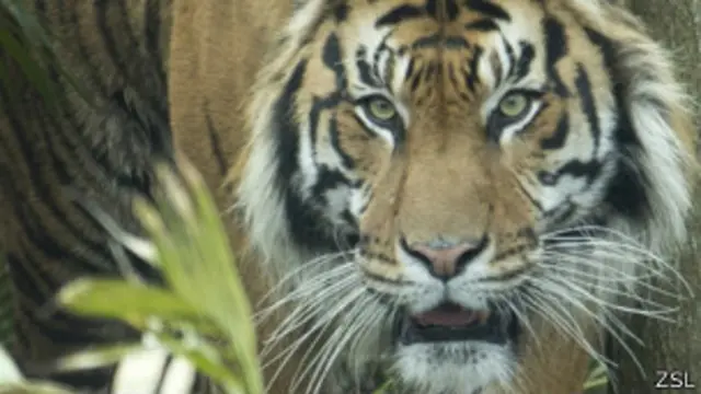 شیر نے تین افراد کو ہلاک کر دیا تھا جس کے بعد اس علاقے کے باسی اشتعال کے عالم میں ہیں