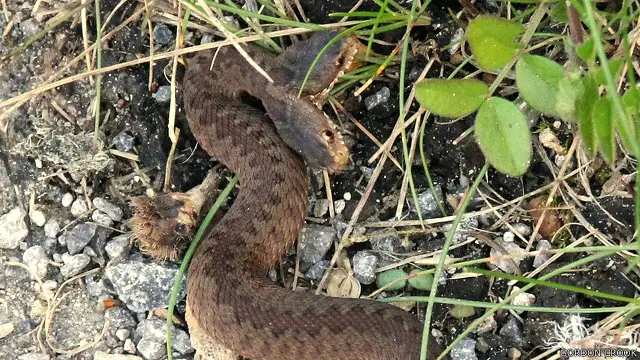Fotobonus casas de apostas 2024víbora com duas cabeças feita por Gordon Crook