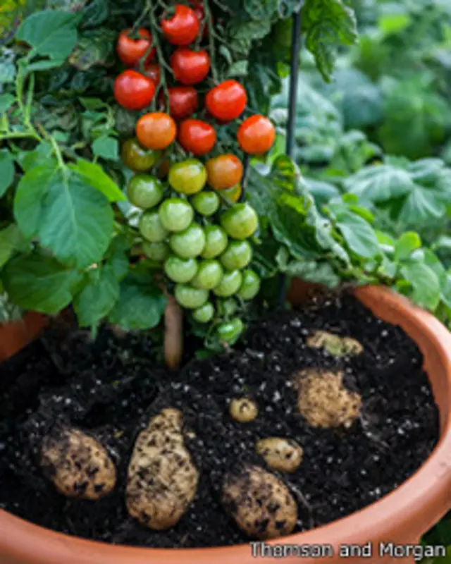 Planta de tomates y papas