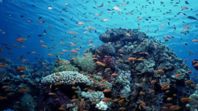 لا يعتقد الباحثون أن هناك أي فوارق عمرية بين أسماك القرش التي تعيش في المحيطات الثلاثة الكبرى.