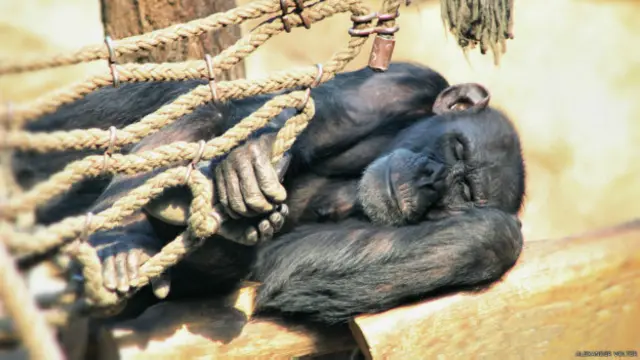 चिंपांज़ी