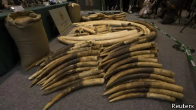 走私象牙