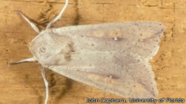 سودالتیا یونیپونکتا، نوعی شب‌پره، آفت گیاهی است