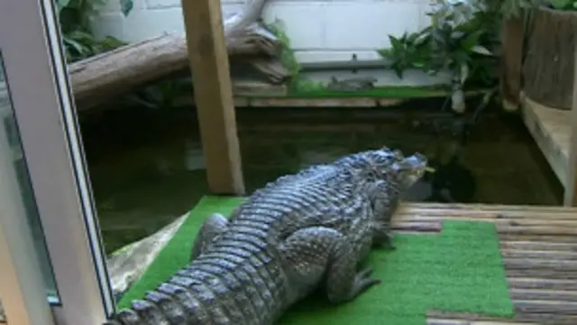 Crocodilo César. Foto: reprodução de vídeo