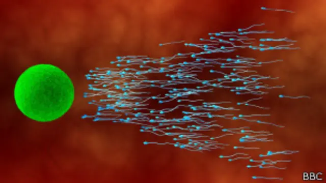 Evolución de la reproducción sexual