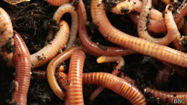Lombrices de tierra