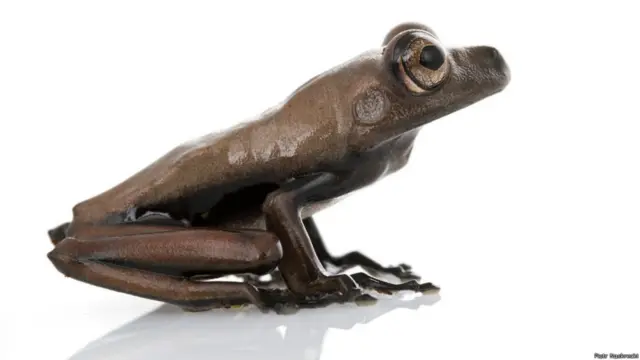 Cientistas acham espécies novas de animais no norte da América do Sul | Foto: Piotr Naskrecki