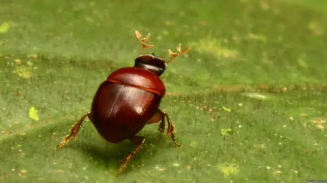 Cientistas acham espécies novas de animais no norte da América do Sul | Foto: Trond Larsen