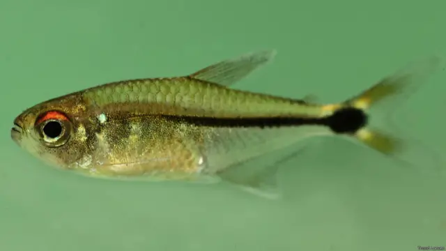 Cientistas acham espécies novas de animais no norte da América do Sul | Foto: Trond Larsen