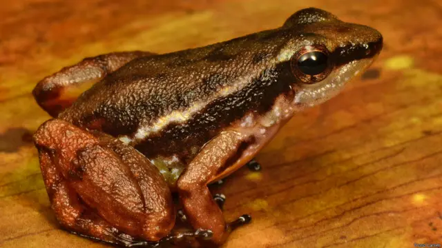 Cientistas acham espécies novas de animais no norte da América do Sul | Foto: Trond Larsen