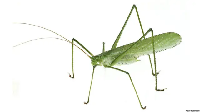 Cientistas acham espécies novas de animais no norte da América do Sul | Foto: Piotr Naskrecki