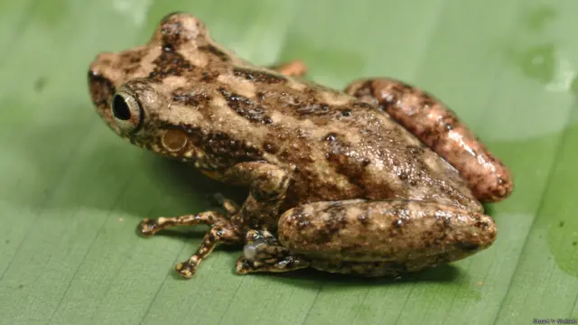 Cientistas acham espécies novas de animais no norte da América do Sul | Foto: Stuart V Nielsen