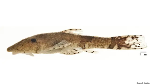 Cientistas acham espécies novas de animais no norte da América do Sul | Foto: Sandra J. Raredon