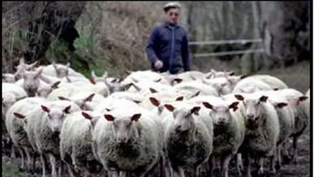 ما آدمیزادها، برعکسِ گوسفندها، نه همدیگر را می شناسیم، نه با همدیگر یکی می شویم.