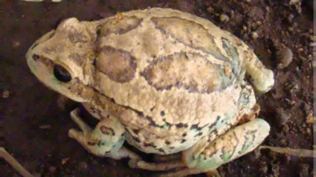 Gastrotheca riobambae