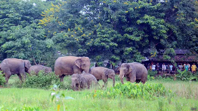 हाथी, इंसान, संघर्ष