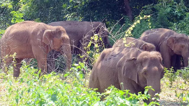 हाथी, इंसान, संघर्ष, कॉरीडोर, छत्तीसगढ़, ओडिशा, झारखंड