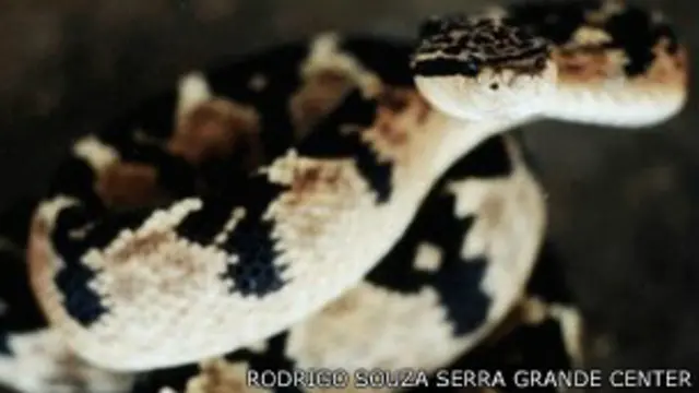 रेल रोड परियोजना से इस प्रजाति के अस्तित्व पर खतरा मंडरा रहा है.