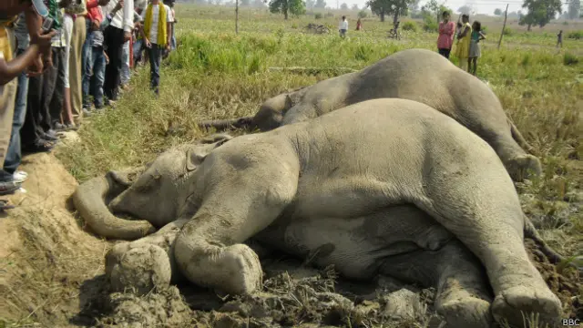 पिछले दस सालों में इस संघर्ष में 23 से ज़्यादा हाथी मारे जा चुके हैं.