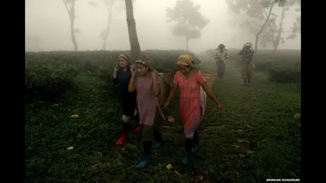 دارجیلنگ میں ہر سال دس ہزار ٹن چائے پیدا ہوتی ہے اور ان چائے کے باغات میں تقریباً 45 ہزار خواتین کام کرتی ہیں۔