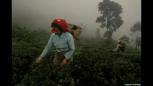دارجیلنگ چائے کو اکثر چائے کی وائن کہا جاتا ہے، اور یہ اپنے خصوصی ذائقے اور خوشبو کی وجہ سے دنیا بھر میں مشہور ہے۔