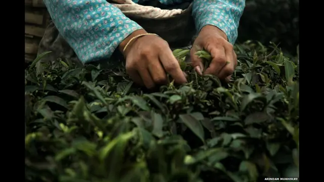 چائے کی پتیاں چننا بہت نازک کام ہوتا ہے، جس میں چائے کی نازک اور نئی کونپلیں ہی توڑی جاتی ہیں اور یہ ایسے وقت میں کیا جاتا ہے جب یہ پتیاں علی الصبح شبنم سے ڈھکی ہوتی ہیں۔