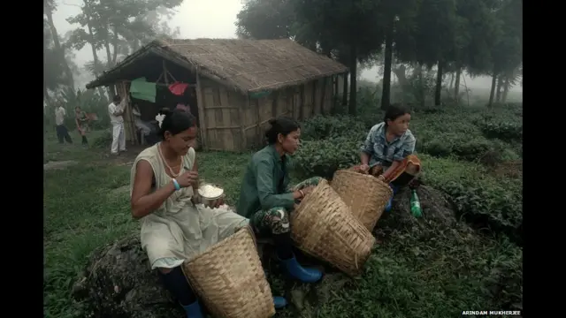 چائے کی پتیاں توڑنے کے عمل میں نوجوان اور بوڑھی خواتین دونوں حصہ لیتی ہیں۔