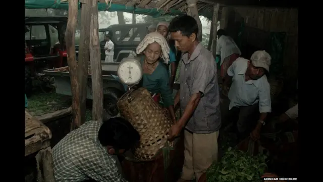 ہر دن کے اختتام پر ان پتیوں کا وزن کیا جاتا ہے اور پتیاں توڑنے والوں کو ان کی جمع کردہ مقدار کے عوض رقم ادا کی جاتی ہے۔