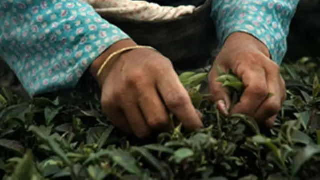 'අනාගතයේ තේ වගා කරන්නේ සහ නෙළන්නේ කවුරුන් ද යන්න බරපතළ ප්‍රශ්නයක්'