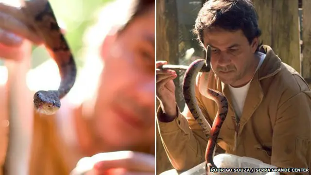 बुशमास्टर को बचाने वाला डॉ रोड्रिक्स सूज़ा