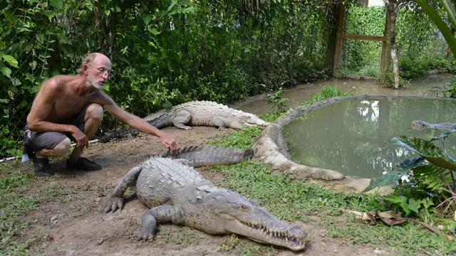 ये हैं मगरमच्छ प्रेमी लॉरेंस हेनरिक्स जो सात फुट लंबी मादा मगरमच्छ की पूंछ को थपथपा रहे हैं. लॉरेंस ने जमैका के कैसकेड शहर में मगरमच्छों के लिए संरक्षण गृह स्थापित किया है.