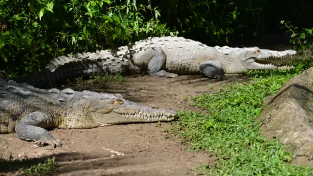 जमैका के बाजार में मगरमच्छ के मांस और अंडों की खूब मांग हैं. ऐसे में इस बात का खतरा बढ़ गया है कि कहीं ये जीव गायब ही न हो जाए.