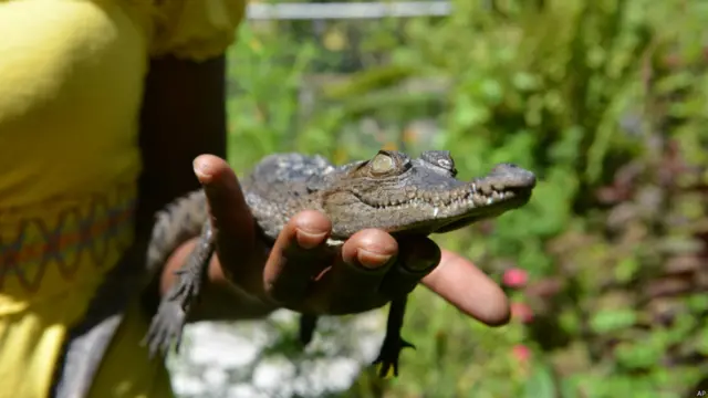 ये है दो साल का मगरमच्छ जिसका नाम रखा गया है सिलवेस्टर. उसे भी लॉरेंस हेनरिक्स के मगरमच्छ संरक्षण गृह में रखा गया है. दक्षिणी जमैका में कभी मगरमच्छ बड़ी संख्या में पाए जाते थे.