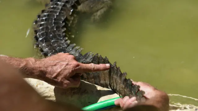 ऐसे दलदली इलाके घट रहे हैं जहां मगरमच्छ रहते हैं. हालांकि जमैका में 1971 में मगरमच्छों के संरक्षण के कानून बन गया था.