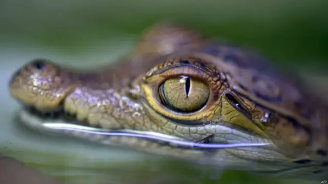 लॉरेंस का मानना है कि जमैका के लोगों को इस जीव पर मंडराते खतरे के बारे में जागरुक बनाने की जरूरत है क्योंकि लोग या तो उन्हें समस्या के तौर पर देखते हैं या फिर वे उनके मांस को भून कर खाने के शौकीन हैं.