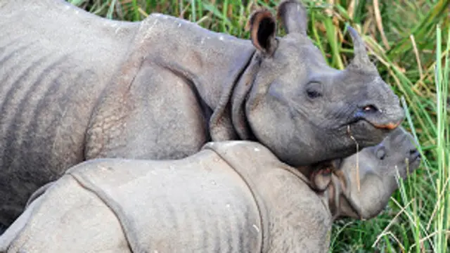 les cornes de rhinocéros se vendent à prix d'or en Asie