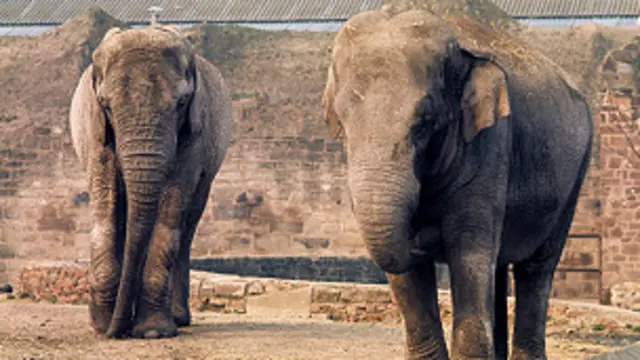 عدالت نے امید ظاہر کی ہے کہ ہاتھیوں کی رہنمائی کے لیے سائن بورڈ ضرور لگائے جائیں گے کہ اپنی حفاظت کے لیے وہ فلائی اوورز کا ہی استعمال کریں