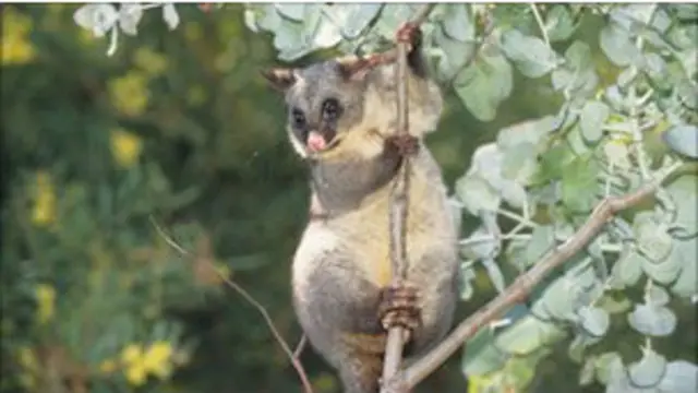 Possum, salah satu binatang berkantung