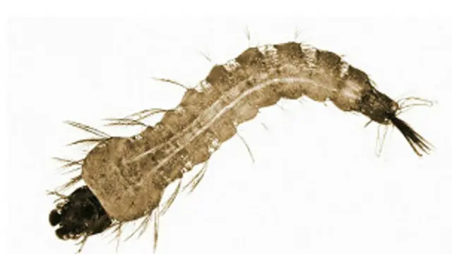 Sauro da ke dauke da cutar malaria na kara nisan kiwo idan yanayin dumi ya karu.