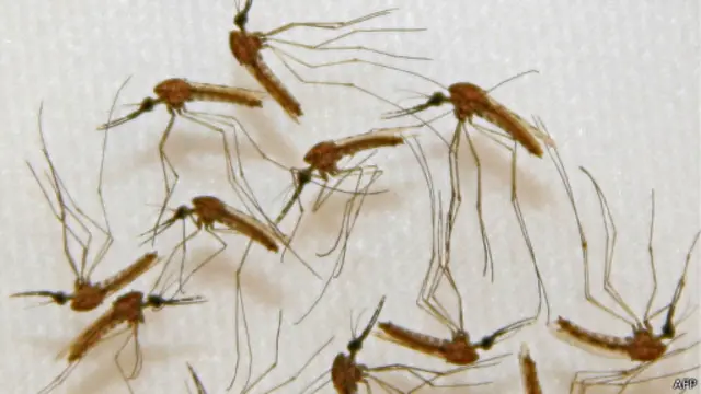 Малярийные комары