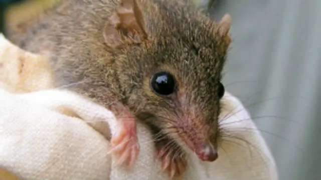 एंटेचाइनस 