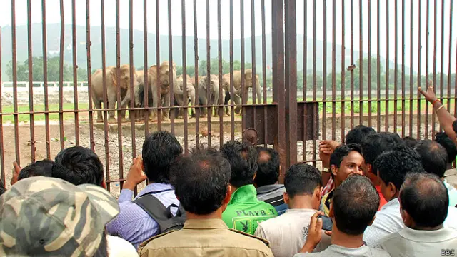 निर्मला, झारखंड, हाथी, सलमान रावी, ओडिशा, आदिवासी