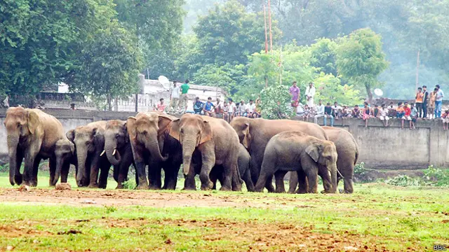 निर्मला, झारखंड, हाथी, सलमान रावी, ओडिशा, आदिवासी