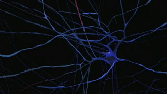 Imagem: Human Brain Project (BBC)
