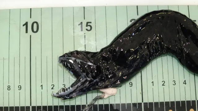 Жителі глибин океану