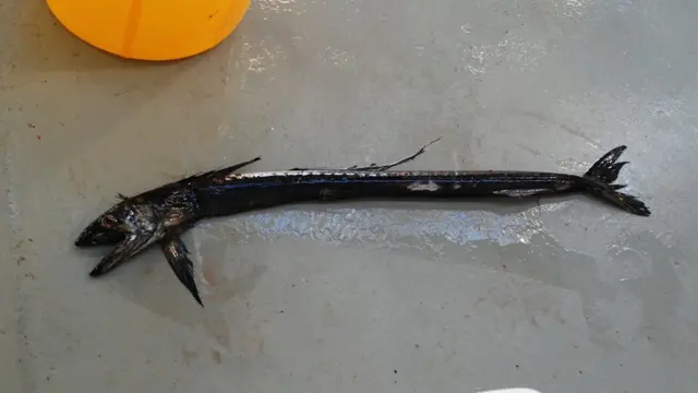 Жителі глибин океану