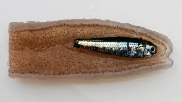 Жителі глибин океану