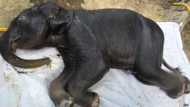 हाथी, नक्सल, माओवाद, झारखंड